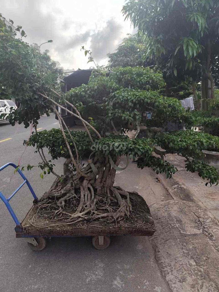 Cây cảnh Sanh Nam Điền. Mua bán Cây cảnh, đồ trang trí tại Huyện Ý Yên Nam Định được đăng bởi Tuấn hình 1