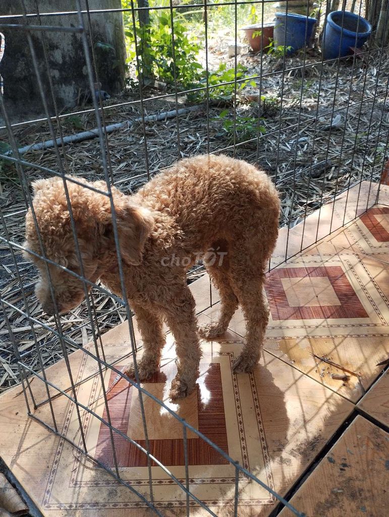 Chó Poodle cái 14 tháng. Mua bán Chó tại Huyện Củ Chi Tp Hồ Chí Minh được đăng bởi Sang  hình 1