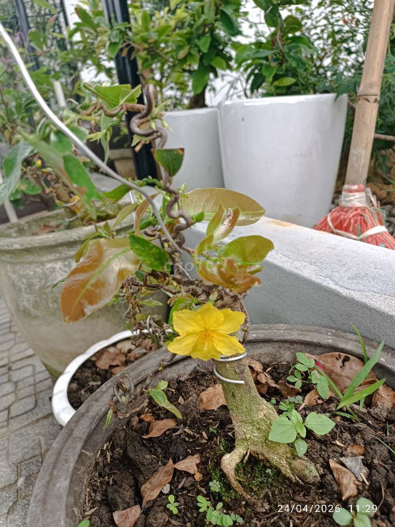 Cây cảnh Mai giảo Vàng. Mua bán Cây cảnh, đồ trang trí tại Huyện Quảng Điền Thừa Thiên Huế được đăng bởi Trương Đình Bách hình 1