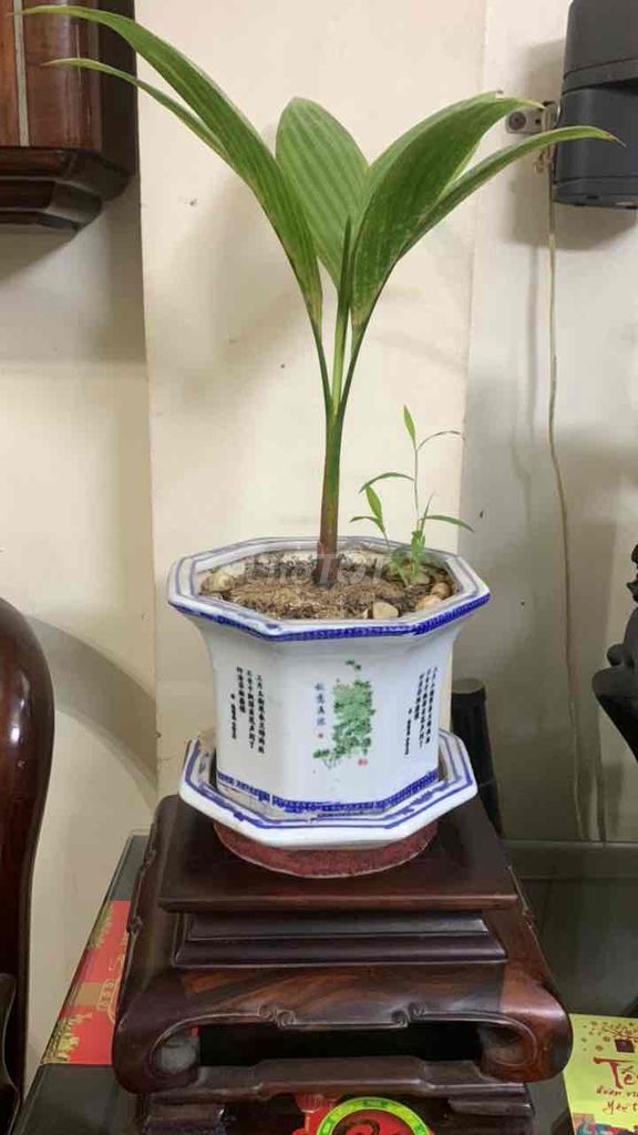 cây cau và chậu tàu cũ. Mua bán Cây cảnh, đồ trang trí tại Huyện Hoài Đức Hà Nội được đăng bởi Ali hình 1