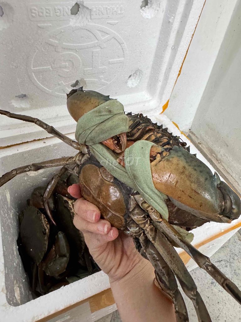 Cua Cà Mau - đặc sản ăn là ghiền. Mua bán Đồ ăn, thực phẩm và các loại khác tại Quận Gò Vấp Tp Hồ Chí Minh được đăng bởi Tạ Ngọc Trân hình 4