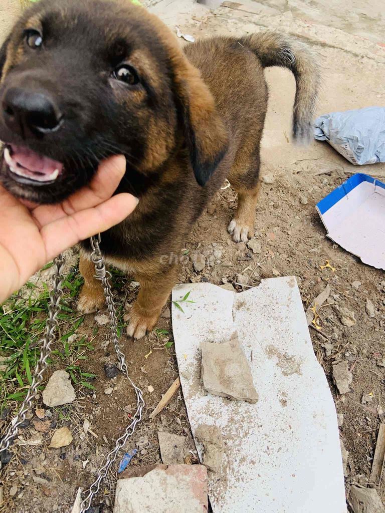 Chó Bec lai Nâu đen đã lớn. Mua bán Chó tại Quận Hà Đông Hà Nội được đăng bởi ptoan hình 1