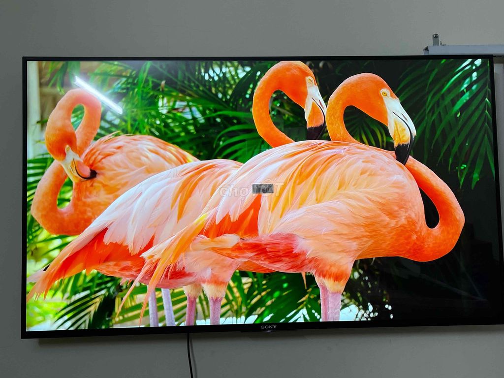 Tivi Sony 55 inch 4K giọng nói. Mua bán Tivi, Âm thanh tại Huyện Hưng Hà Thái Bình được đăng bởi Điện Tử Hoàng Quang hình 1