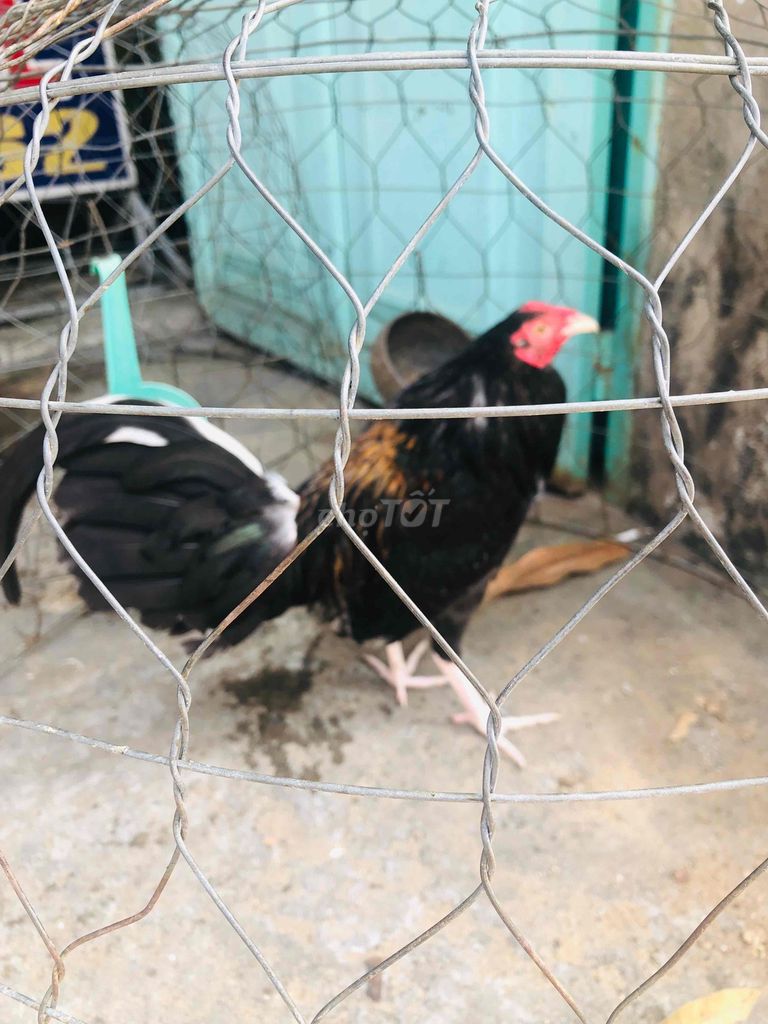 Gà Butcher trống 5 tháng 5. Mua bán Gà tại Quận Ninh Kiều Cần Thơ được đăng bởi Thành hình 1