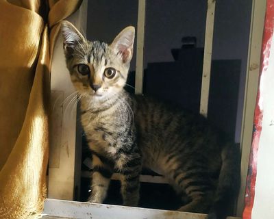 Mèo lai Tabby. Mua bán Mèo tại Quận Đống Đa Hà Nội được đăng bởi Nguyễn Thị Thu Hà
