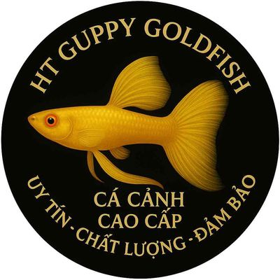 cá cảnh guppy. Mua bán Thú cưng khác tại Huyện Thanh Bình Đồng Tháp được đăng bởi HT Guppy GoldFish