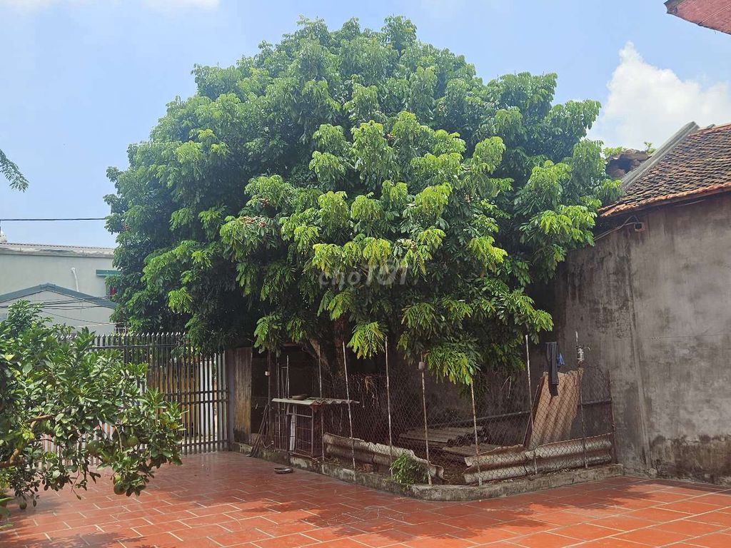 Cây nhãn 30 tuổi khỏe mạnh trồng cảnh. Mua bán Cây cảnh, đồ trang trí tại Huyện Sóc Sơn Hà Nội được đăng bởi NGHIA le hình 1