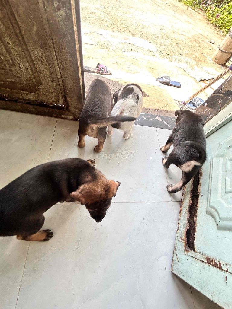 Chó con Đen, Nâu, Trắng. Mua bán Chó tại Huyện Bình Chánh Tp Hồ Chí Minh được đăng bởi Thùy Trang hình 1