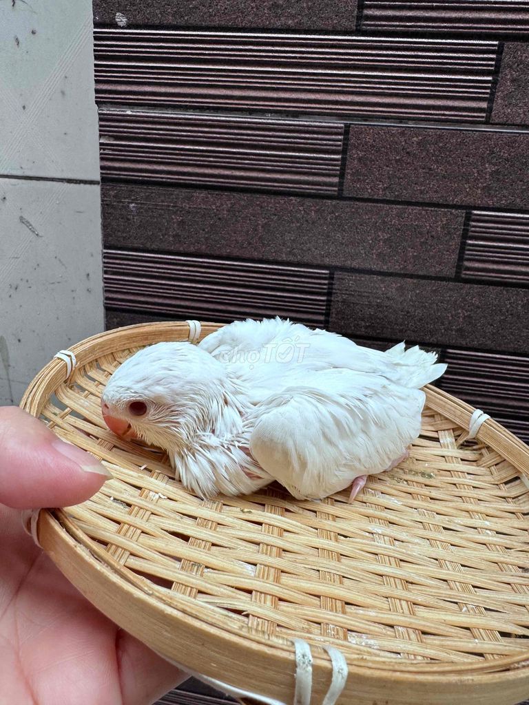 Vẹt non màu Trắng. Mua bán Chim tại Quận Tân Phú Tp Hồ Chí Minh được đăng bởi Thủy huỳnh hình 1