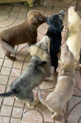 bán chó. Mua bán Chó tại Thành phố Buôn Ma Thuột Đắk Lắk được đăng bởi phạm thị thu hiền 