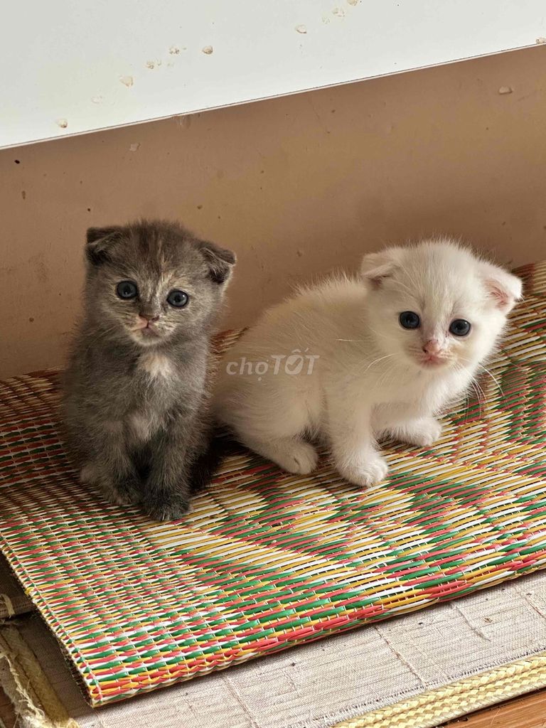 Mèo tai cụp nhà trồng, bố bicolor form khủng >5kg. Mua bán Mèo tại Huyện Hoài Đức Hà Nội được đăng bởi Lut Lut hình 1