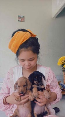 Chó lai con nhiều màu