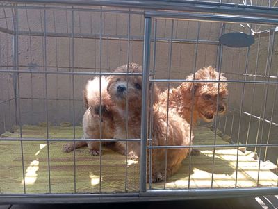 Bán chó Poodle nâu 2 năm tuổi. Mua bán Chó tại Quận Hoàng Mai Hà Nội được đăng bởi Nguyen Hoang Tu