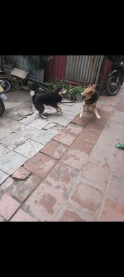 Chó Đen Nâu vàng Đực Cái Gần 1 năm