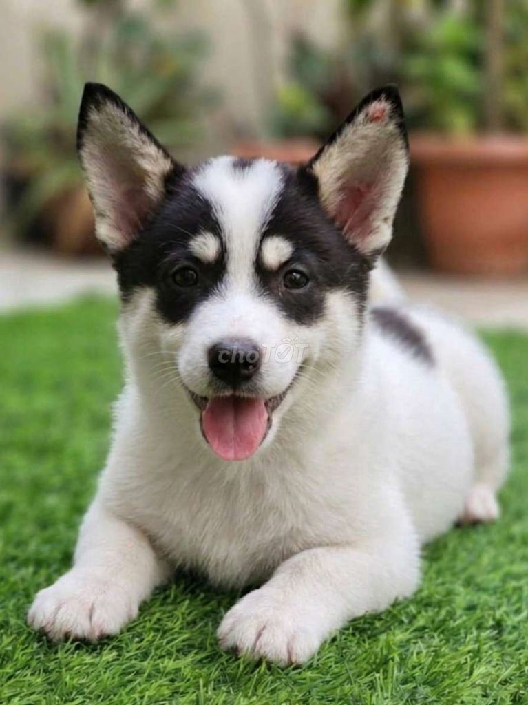 Chó Corgi F1 Đực màu độc lạ hiếm 2 tháng đã tiêm.. Mua bán Chó tại Quận Tân Bình Tp Hồ Chí Minh được đăng bởi Thi Thi hình 1