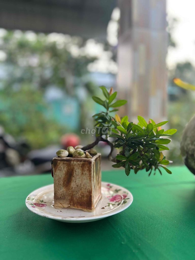 Cây cảnh Trang đỏ mini để bàn. Mua bán Cây cảnh, đồ trang trí tại Quận Cái Răng Cần Thơ được đăng bởi Minh Phú Garden hình 1