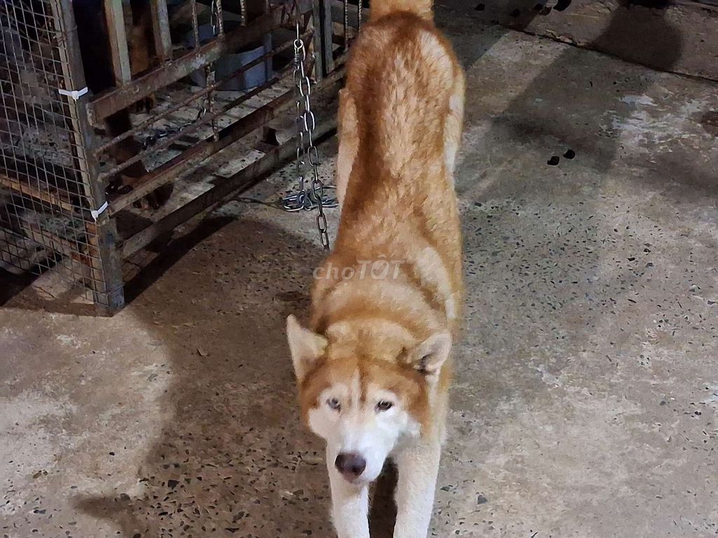 Chó Husky ĐỰC.BD. Mua bán Chó tại Thành phố Thủ Dầu Một Bình Dương được đăng bởi Nhân Rottweiler  hình 1