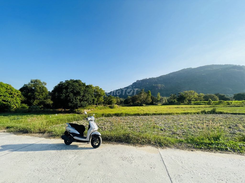 Yamaha Latte 2021
