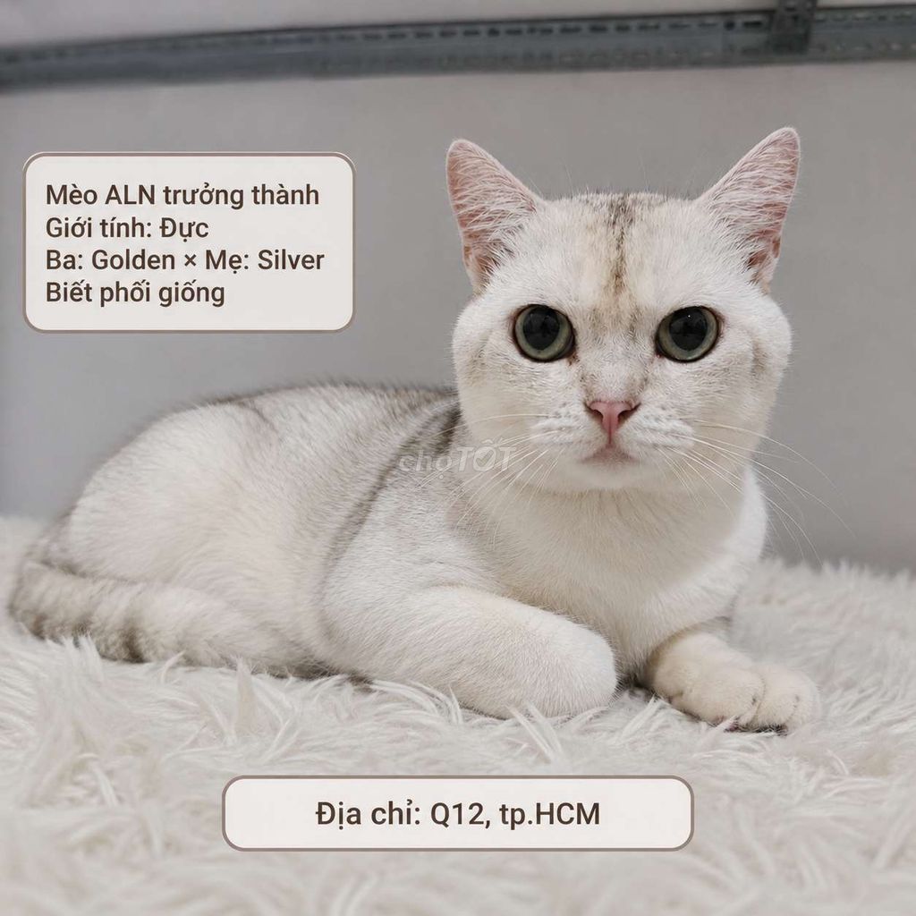 Mèo ALN thuần chủng mèo con và trưởng thành. Mua bán Mèo tại Quận 12 Tp Hồ Chí Minh được đăng bởi Ngọc hình 1