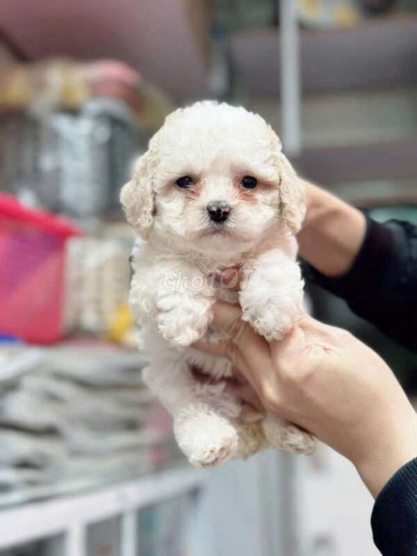 Chó Poodle Trắng kem. Mua bán Chó tại Quận Phú Nhuận Tp Hồ Chí Minh được đăng bởi Cao Tú hình 1
