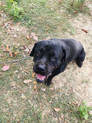 Cần tìm chủ mới. Mua bán Chó tại Huyện Việt Yên Bắc Giang được đăng bởi Nguyễn Đức Giang