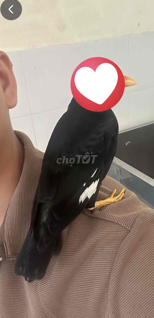 n.ói rất giỏi , chin đẹp mướt , non lên rất dạng. Mua bán Chim tại Quận Cẩm Lệ Đà Nẵng được đăng bởi VG hình 1