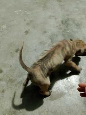 Chó Phú Quốc 2 tháng tuổi