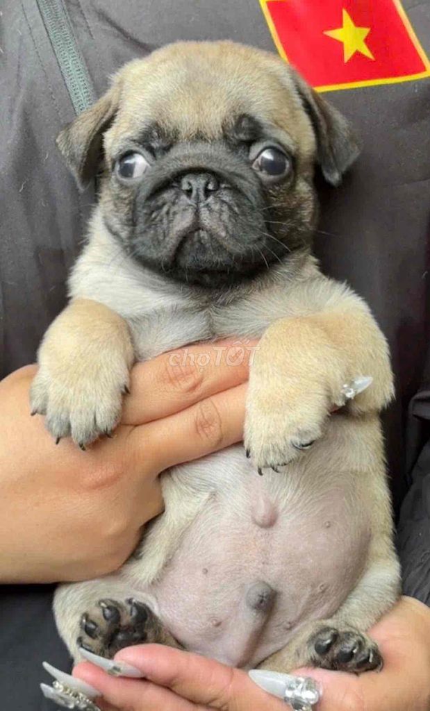 Chó Pug nhỏ nhắn thân thiện. Mua bán Chó tại Huyện Bình Chánh Tp Hồ Chí Minh được đăng bởi Ken péthop hình 1