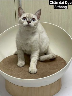 Mèo anh lông ngắn 3 tháng siêu đẹp
