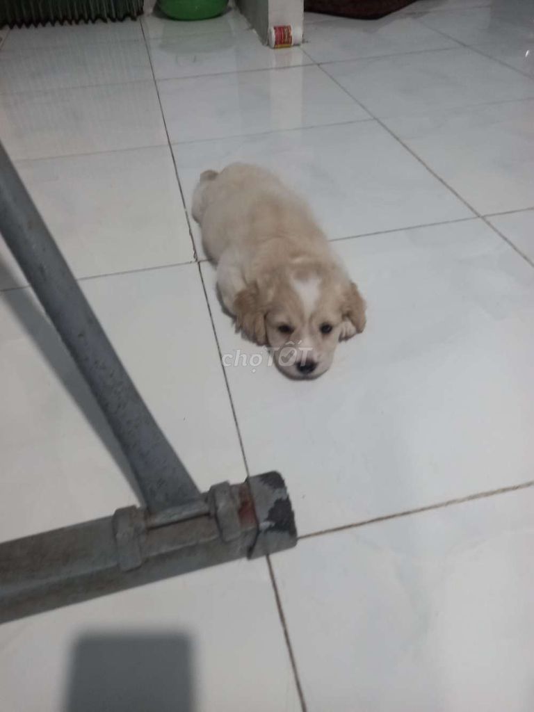 Chó Poodle lai Vàng kem con. Mua bán Chó tại Thành phố Cao Lãnh Đồng Tháp được đăng bởi Kim Hoàng hình 1