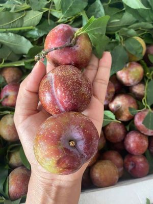 Mận size 30  quả  1kg  .  Thùng  10kg  235k. Mua bán Đồ ăn, thực phẩm và các loại khác tại Quận Gò Vấp Tp Hồ Chí Minh được đăng bởi shop trái cây sạch