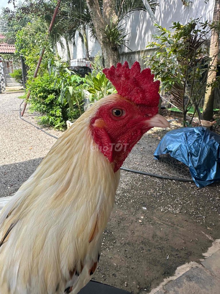 gà siu. Mua bán Gà tại Huyện Định Quán Đồng Nai được đăng bởi Phan hoàng vũ hình 1