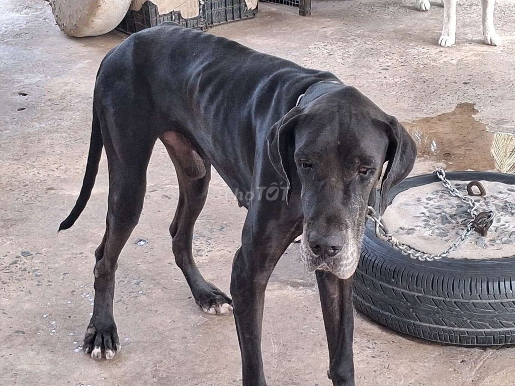 Chó Great Dane ĐỰC... Mua bán Chó tại Huyện Gò Dầu Tây Ninh được đăng bởi Nhân Rottweiler  hình 1