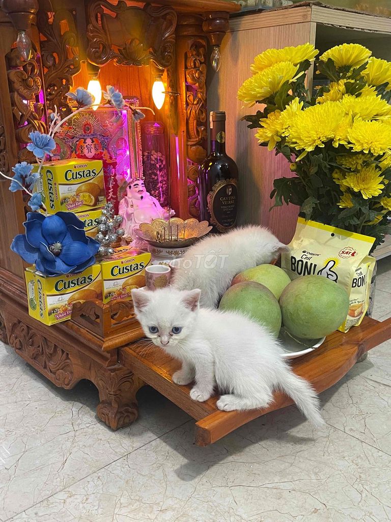 Mèo lai đực Ragdoll Anh lông ngắn. Mua bán Mèo tại Thành phố Thủ Đức Tp Hồ Chí Minh được đăng bởi NGUYÊN LƯƠNG GIA VĨ hình 1