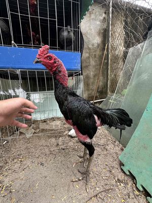 trạng 30+ sung căng. Mua bán Gà tại Huyện Chương Mỹ Hà Nội được đăng bởi Son lam chi mieu