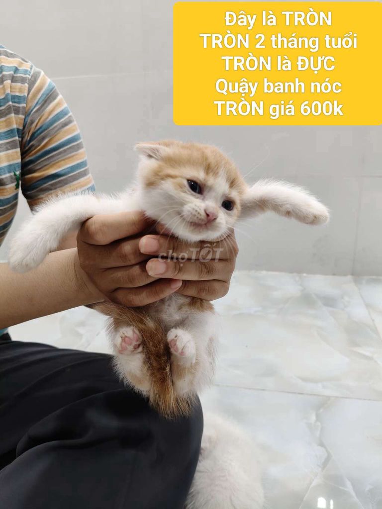 Mèo đực 2 tháng tuổi. Mua bán Mèo tại Quận Gò Vấp Tp Hồ Chí Minh được đăng bởi Lê Quốc Cường hình 1