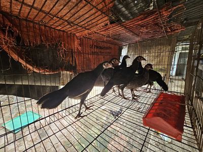 7em mái cuban lai tơ. Mua bán Gà tại Huyện Hòa Thành Tây Ninh được đăng bởi Hoàng Tiến