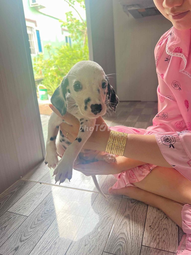 Chó Dalmatian Trắng đốm đen. Mua bán Chó tại Huyện Thới Bình Cà Mau được đăng bởi Ngo Binh hình 1