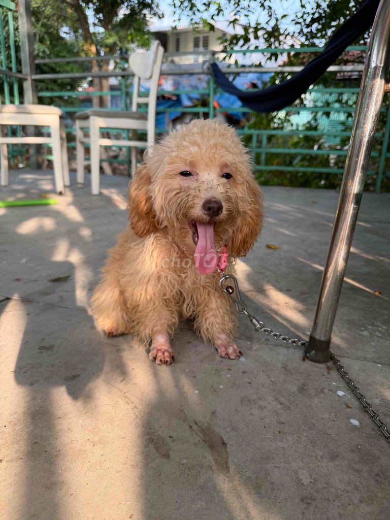 Chó Poodle tiny cái 6 tháng. Mua bán Chó tại Thành phố Long Xuyên An Giang được đăng bởi thu hình 1