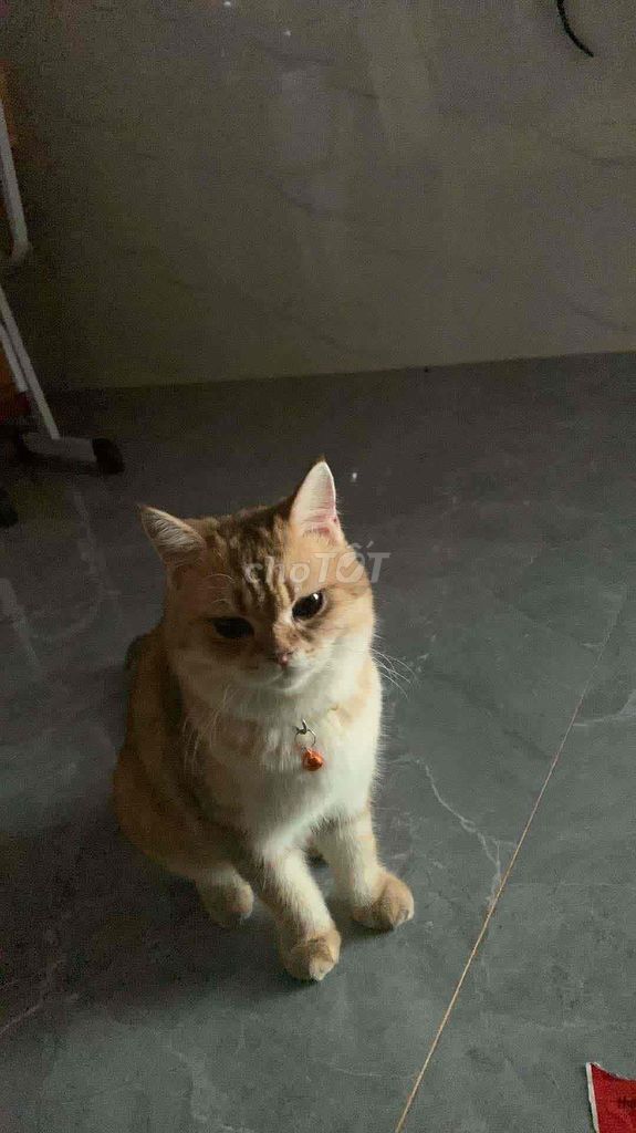 PHỐI MÈO CHÂN LÙN. GOLDEN MẮT XANH