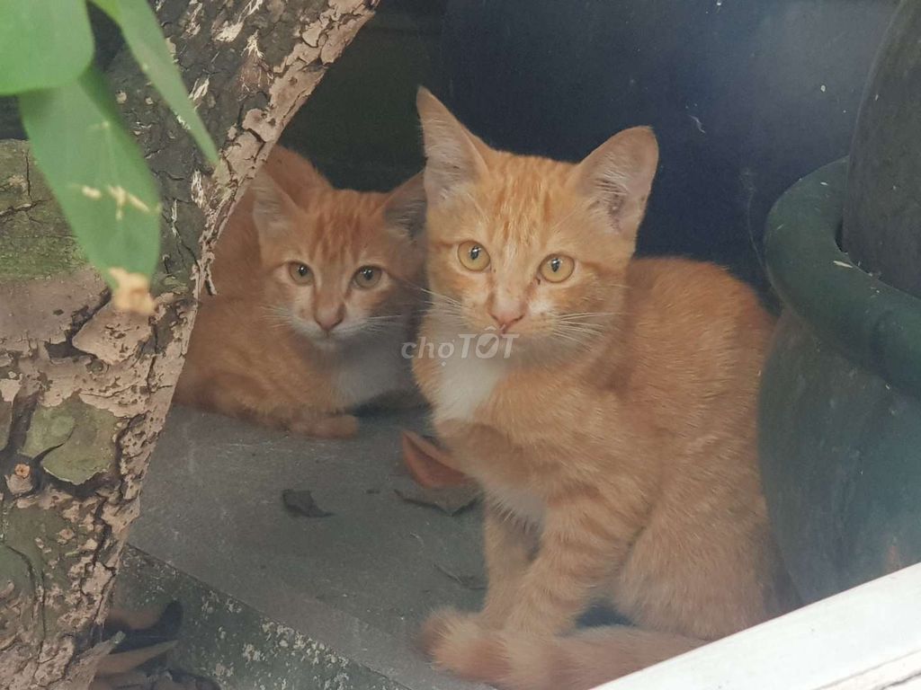 cho mèo. Mua bán Mèo tại Quận 12 Tp Hồ Chí Minh được đăng bởi Mr Thái quan12 hình 1