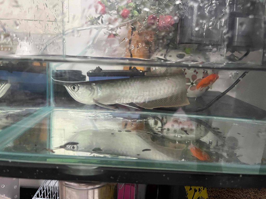 ngân long 19-20cm. Mua bán Thú cưng khác tại Quận Gò Vấp Tp Hồ Chí Minh được đăng bởi Nguyen Trucc hình 1