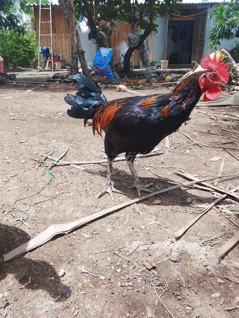 Gà chọi trống 7 tháng. Mua bán Gà tại Huyện U Minh Cà Mau được đăng bởi ut  hình 1