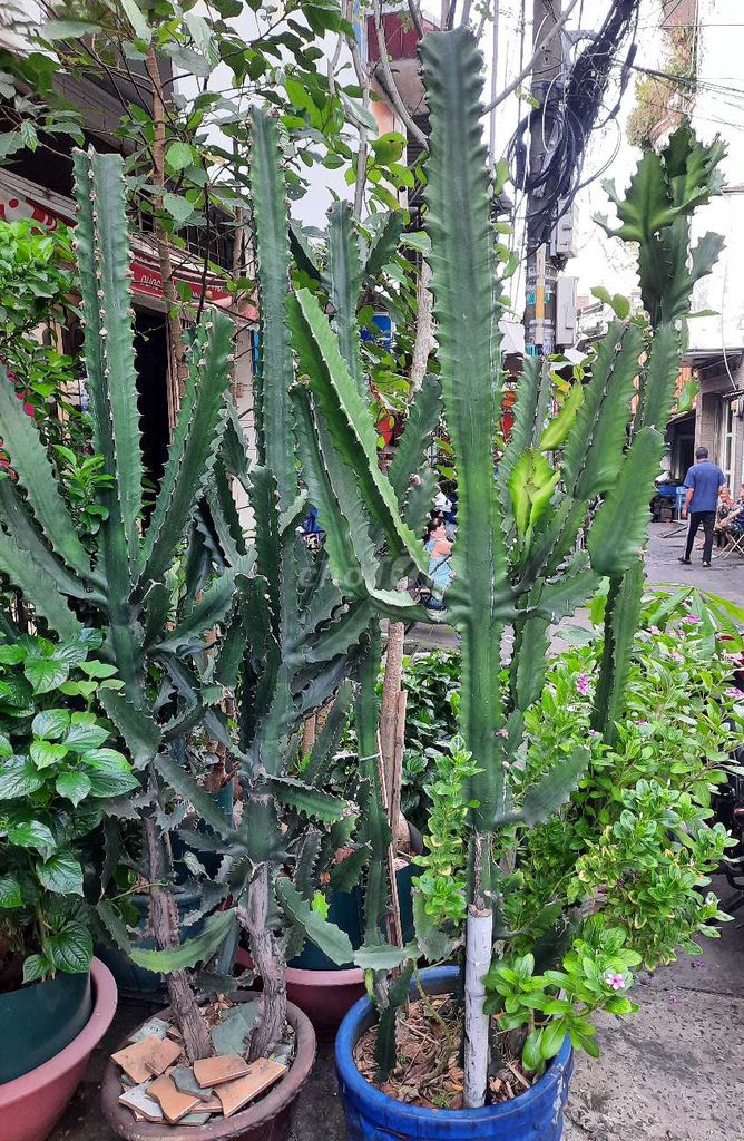Cây xương rồng Xanh lá. Mua bán Cây cảnh, đồ trang trí tại Quận 11 Tp Hồ Chí Minh được đăng bởi Sang hình 1