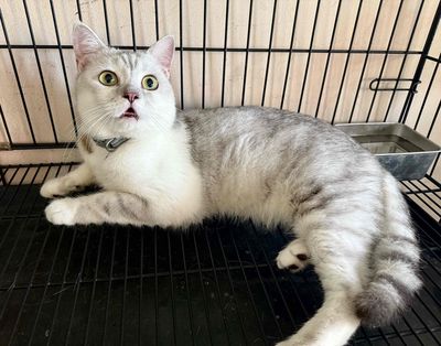 mèo anh lông ngắn silver tabby. Mua bán Mèo tại Huyện Châu Phú An Giang được đăng bởi Thuận