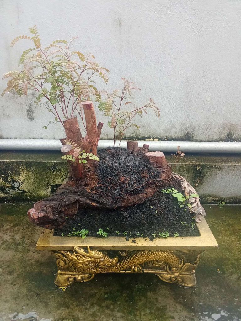 Cây cảnh Bonsai. Mua bán Cây cảnh, đồ trang trí tại Huyện An Dương Hải Phòng được đăng bởi lexus hình 1
