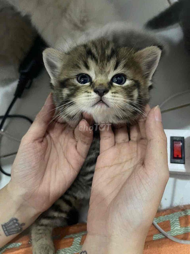 mình cần gã mấy bé mèo con chân dài và chân ngắn. Mua bán Mèo tại Quận 7 Tp Hồ Chí Minh được đăng bởi Bu Jolie hình 5