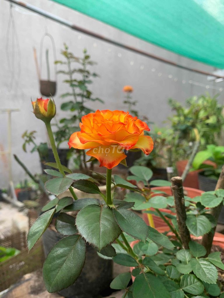 Hoa hồng dễ chăm sóc Cam Hồng. Mua bán Cây cảnh, đồ trang trí tại Huyện Củ Chi Tp Hồ Chí Minh được đăng bởi Ngọc  hình 1