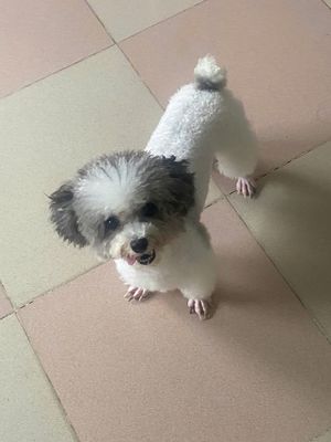 Chó Poodle Tiny Cái Bò xám 1 tuổi