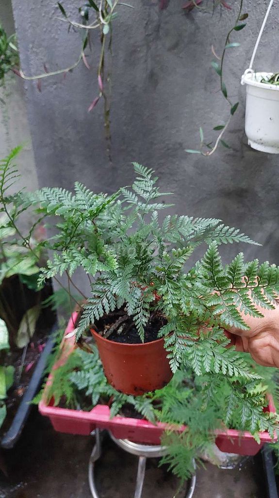 Cây cảnh Dương xỉ chân thỏ. Mua bán Cây cảnh, đồ trang trí tại Quận Lê Chân Hải Phòng được đăng bởi Dương Bùi hình 1
